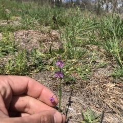 Arthropodium minus (Small Vanilla Lily) at Ginninderry Conservation Corridor - 22 Sep 2020 by Tyson