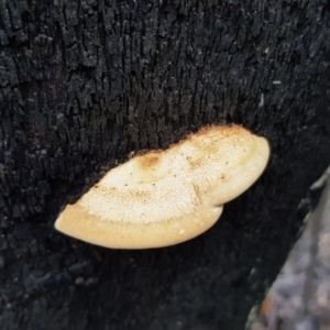 zz Polypore (shelf/hoof-like) at Paddys River, ACT - 21 Sep 2020