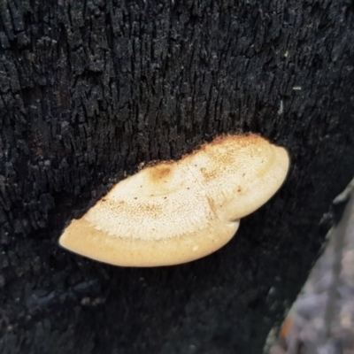 zz Polypore (shelf/hoof-like) at Paddys River, ACT - 21 Sep 2020 by ClubFED