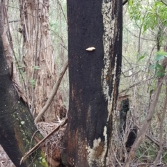 zz Polypore (shelf/hoof-like) at Paddys River, ACT - 21 Sep 2020