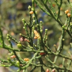 Callitris endlicheri (Black Cypress Pine) at Pollinator-friendly garden Conder - 19 Apr 2020 by michaelb