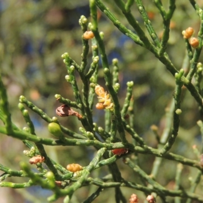 Callitris endlicheri (Black Cypress Pine) at Pollinator-friendly garden Conder - 19 Apr 2020 by michaelb