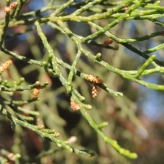 Callitris endlicheri at Conder, ACT - 19 Apr 2020