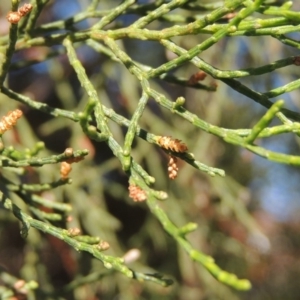 Callitris endlicheri at Conder, ACT - 19 Apr 2020