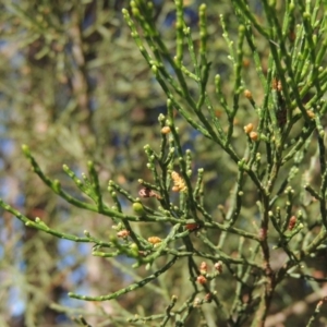 Callitris endlicheri at Conder, ACT - 19 Apr 2020