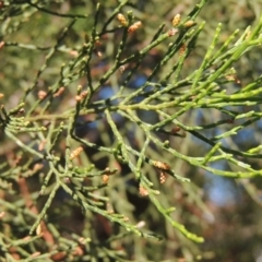 Callitris endlicheri at Conder, ACT - 19 Apr 2020