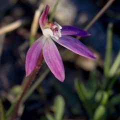 Caladenia fuscata (Dusky Fingers) at Cotter Reserve - 22 Sep 2020 by JudithRoach