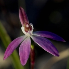 Caladenia fuscata at Coree, ACT - suppressed