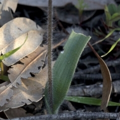 Caladenia parva (Brown-clubbed Spider Orchid) at Coree, ACT - 23 Sep 2020 by JudithRoach