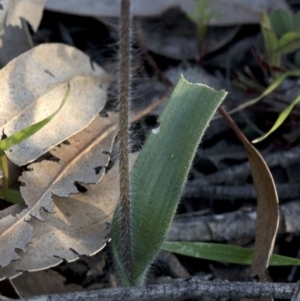 Caladenia parva at Coree, ACT - suppressed