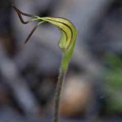 Caladenia parva at Coree, ACT - suppressed