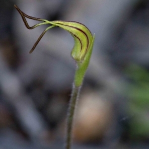 Caladenia parva at Coree, ACT - 23 Sep 2020