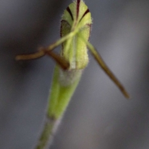 Caladenia parva at Coree, ACT - suppressed