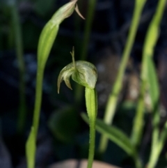 Pterostylis nutans (Nodding Greenhood) at Coree, ACT - 22 Sep 2020 by Judith Roach