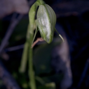 Pterostylis nutans at Coree, ACT - suppressed