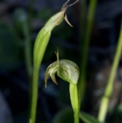 Pterostylis nutans at Coree, ACT - 23 Sep 2020