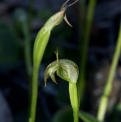 Pterostylis nutans at Coree, ACT - suppressed