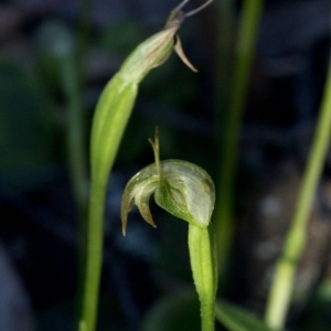 Pterostylis nutans at Coree, ACT - suppressed