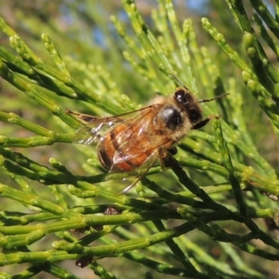 Apis mellifera (European honey bee) at Pollinator-friendly garden Conder - 19 Apr 2020 by michaelb