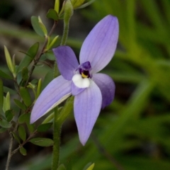 Glossodia major (Wax Lip Orchid) at Uriarra Village, ACT - 23 Sep 2020 by JudithRoach