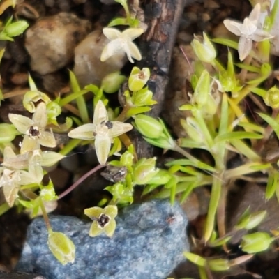 Crassula helmsii (Swamp Stonecrop) at Sullivans Creek, Lyneham South - 22 Sep 2020 by trevorpreston