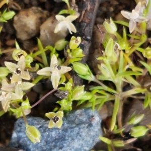 Crassula helmsii at Lyneham, ACT - 23 Sep 2020