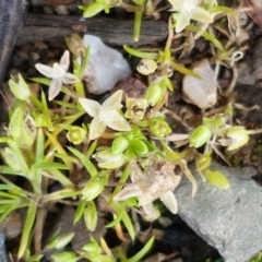 Crassula helmsii at Lyneham, ACT - 23 Sep 2020