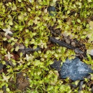 Crassula helmsii at Lyneham, ACT - 23 Sep 2020