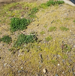 Crassula helmsii at Lyneham, ACT - 23 Sep 2020