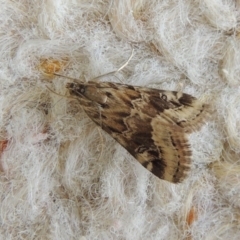 Hellula hydralis (Cabbage Centre Moth) at Conder, ACT - 27 Apr 2020 by MichaelBedingfield