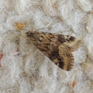 Hellula hydralis at Conder, ACT - 27 Apr 2020