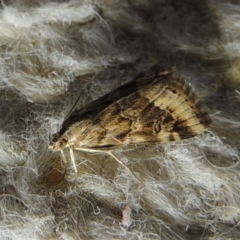 Hellula hydralis at Conder, ACT - 27 Apr 2020 11:24 AM