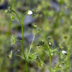 Drosera gunniana (Pale Sundew) at Coree, ACT - 23 Sep 2020 by JudithRoach