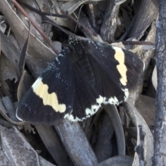 Eutrichopidia latinus (Yellow-banded Day-moth) at Cotter Reserve - 22 Sep 2020 by JudithRoach