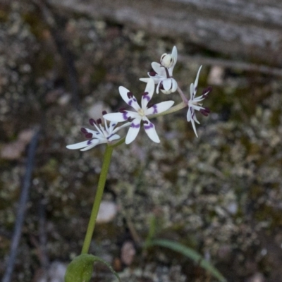 Wurmbea dioica subsp. dioica (Early Nancy) at Coree, ACT - 23 Sep 2020 by JudithRoach