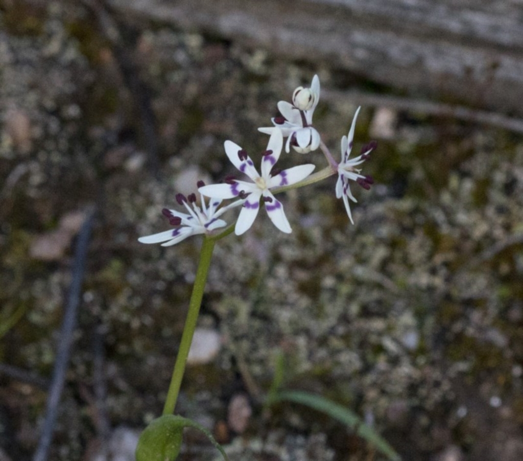 Wurmbea dioica subsp. dioica at Coree, ACT - 23 Sep 2020