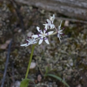 Wurmbea dioica subsp. dioica at Coree, ACT - 23 Sep 2020