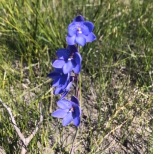 Thelymitra ixioides at Edrom, NSW - 22 Sep 2020