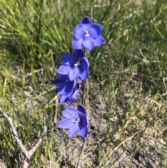 Thelymitra ixioides (Dotted Sun Orchid) at Ben Boyd National Park - 22 Sep 2020 by ferguss