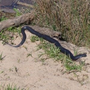 Pseudechis porphyriacus at Bega, NSW - 23 Sep 2020