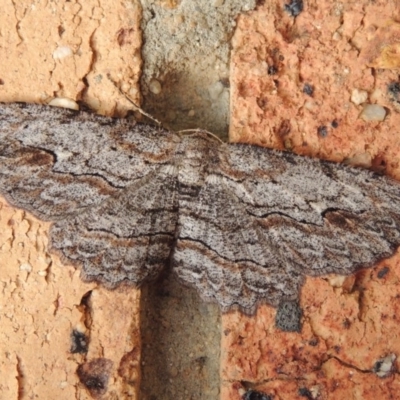 Ectropis excursaria (Common Bark Moth) at Pollinator-friendly garden Conder - 8 May 2020 by michaelb