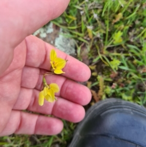 Diuris chryseopsis at Forde, ACT - suppressed