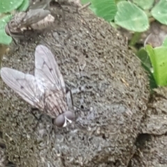 Helina sp. (genus) (Muscid fly) at Mount Mugga Mugga - 12 Sep 2020 by Mike