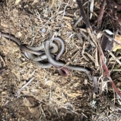 Aprasia parapulchella (Pink-tailed Worm-lizard) at Ginninderry Conservation Corridor - 22 Sep 2020 by JasonC
