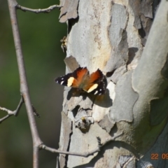 Vanessa itea (Yellow Admiral) at Weston, ACT - 22 Sep 2020 by AliceH