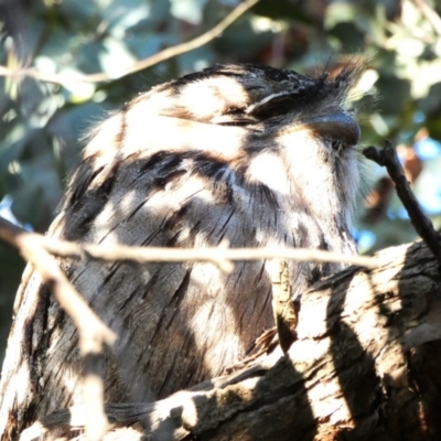 Podargus strigoides (Tawny Frogmouth) at Hughes Grassy Woodland - 22 Sep 2020 by TomT