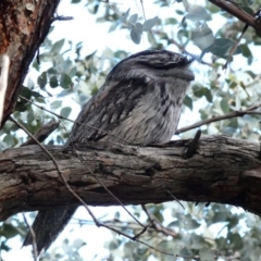 Podargus strigoides at Hughes, ACT - 23 Sep 2020