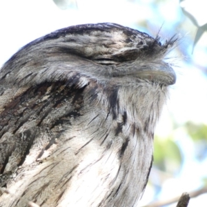 Podargus strigoides at Hughes, ACT - 23 Sep 2020