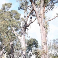 Callocephalon fimbriatum (Gang-gang Cockatoo) at GG03 - 22 Sep 2020 by ConBoekel