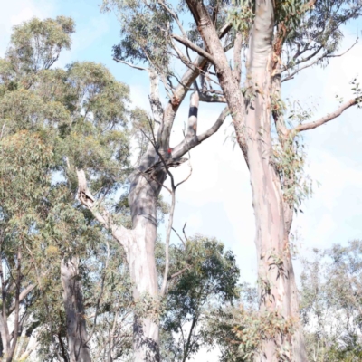 Callocephalon fimbriatum (Gang-gang Cockatoo) at Acton, ACT - 22 Sep 2020 by ConBoekel